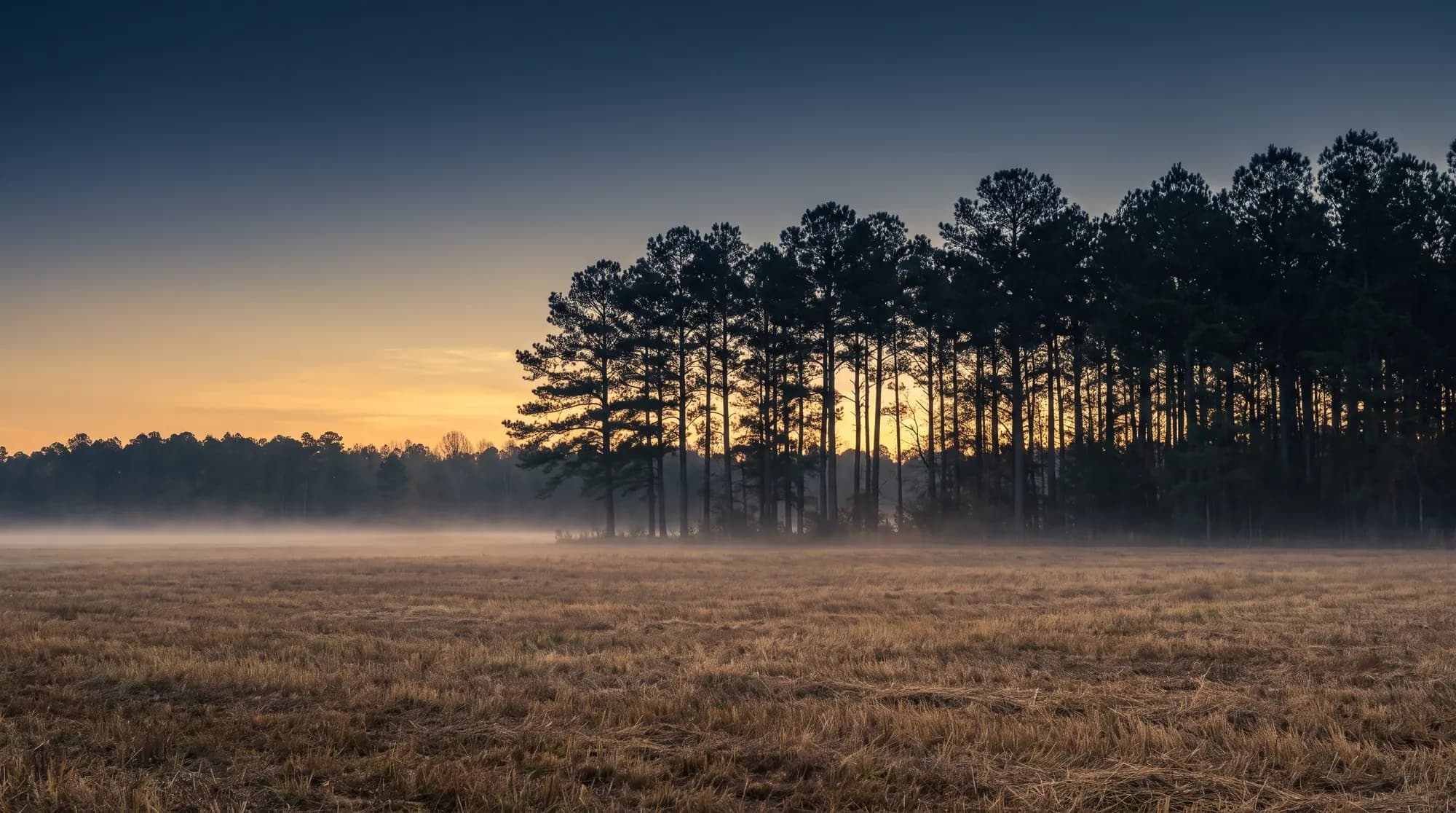 A stand of tall pines above a mown field at sunrise, low mist across the ground and a deep blue sky overhead.
